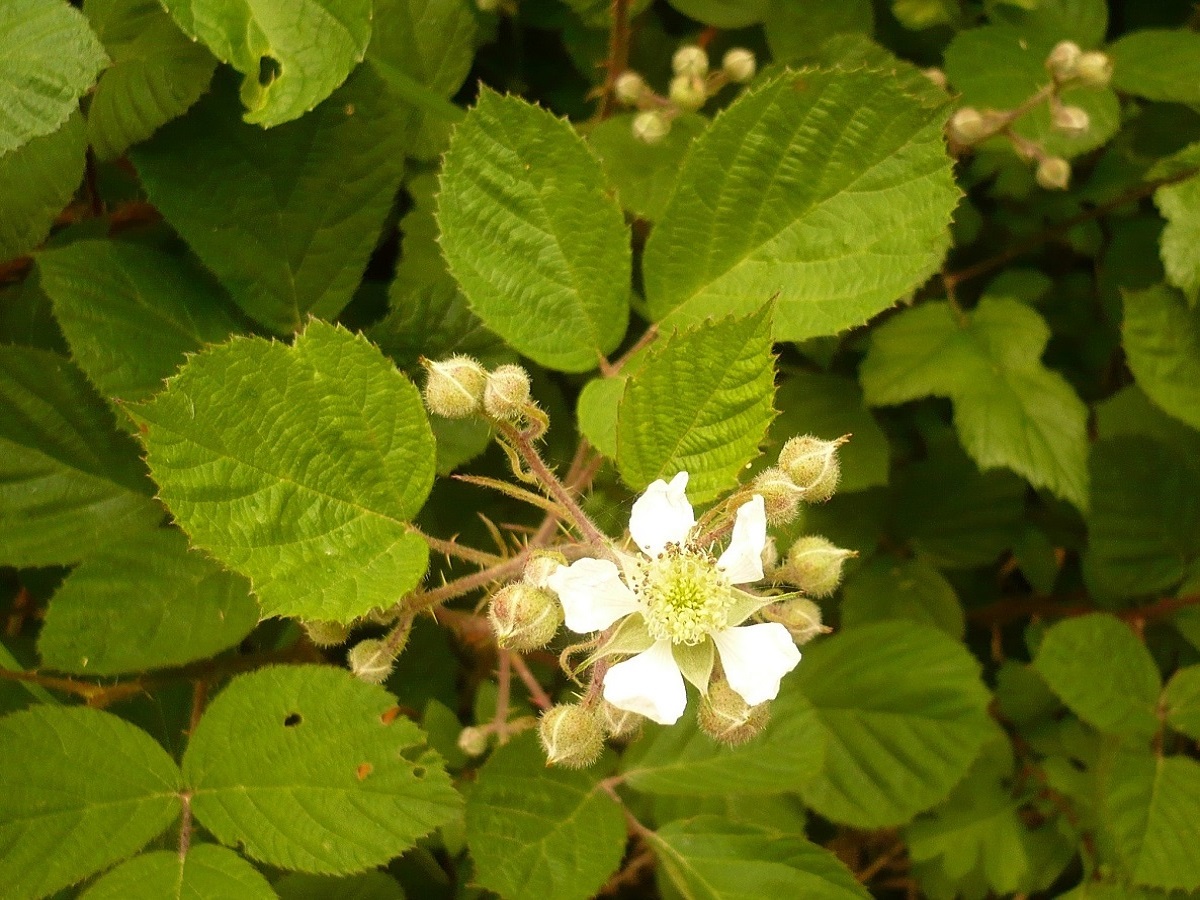 Rubus glandulosus (Rosaceae)